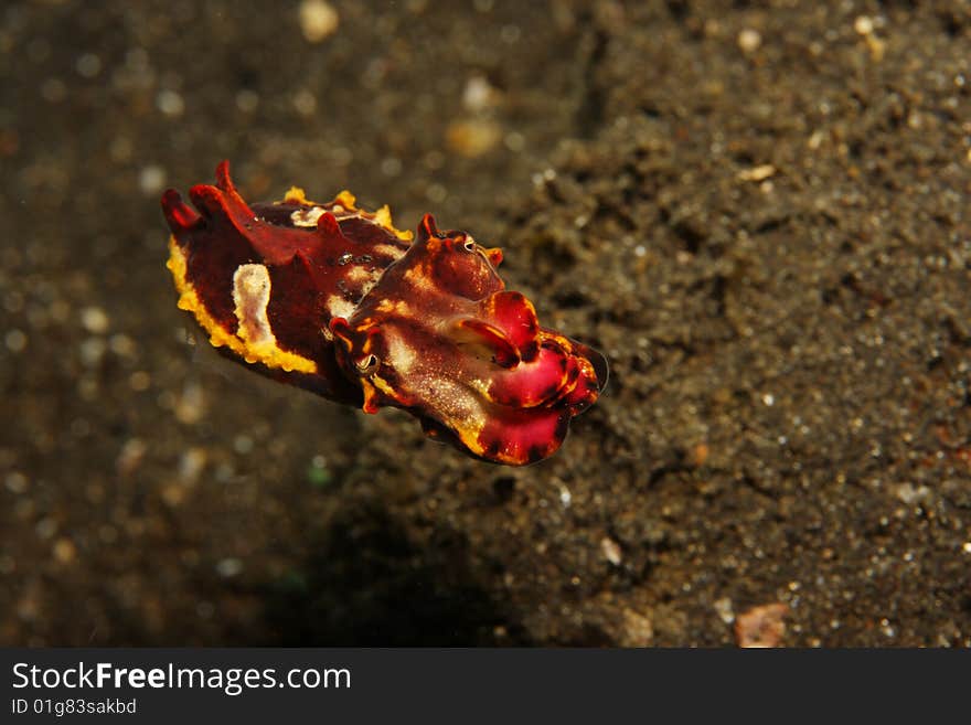 Flamboyant Cuttlefish (Metasepia pfefferi) in open water water on sandy bottom of coral reef