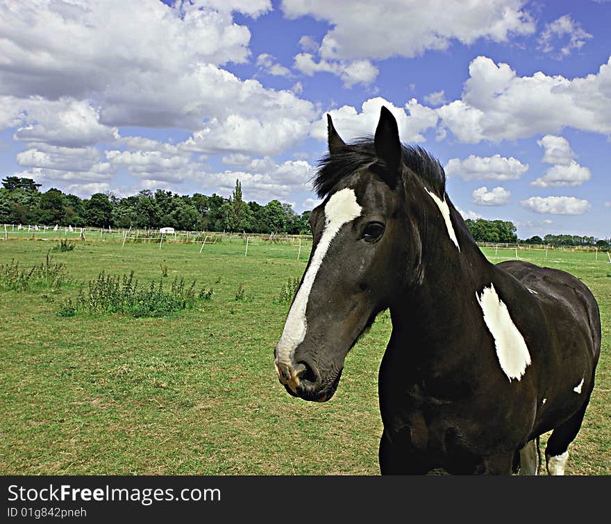 Pied Horse