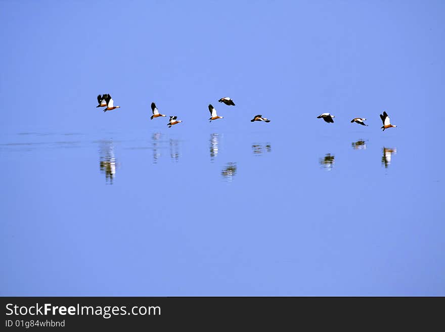 Tadorna ferrugineas on the lake