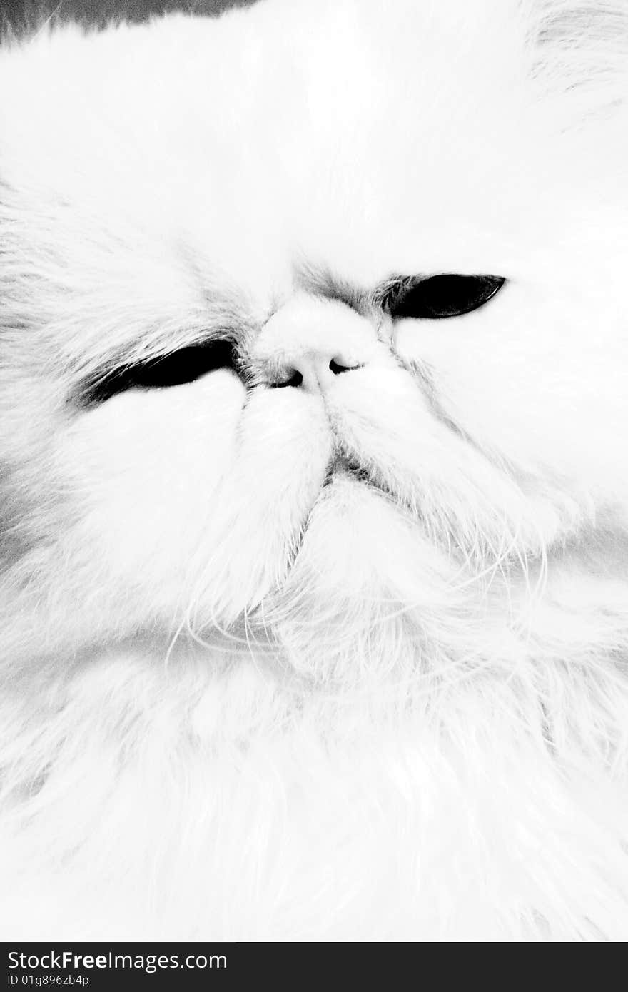 Persian cat