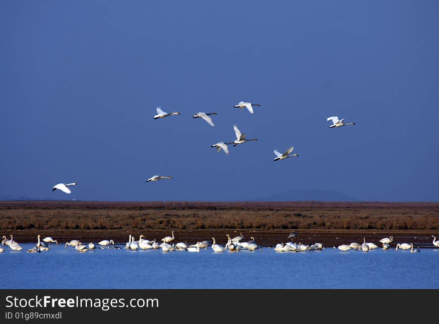 There are many swans in poyanghu