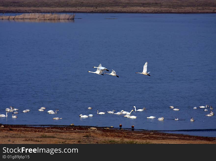 A group of swans are flying freely