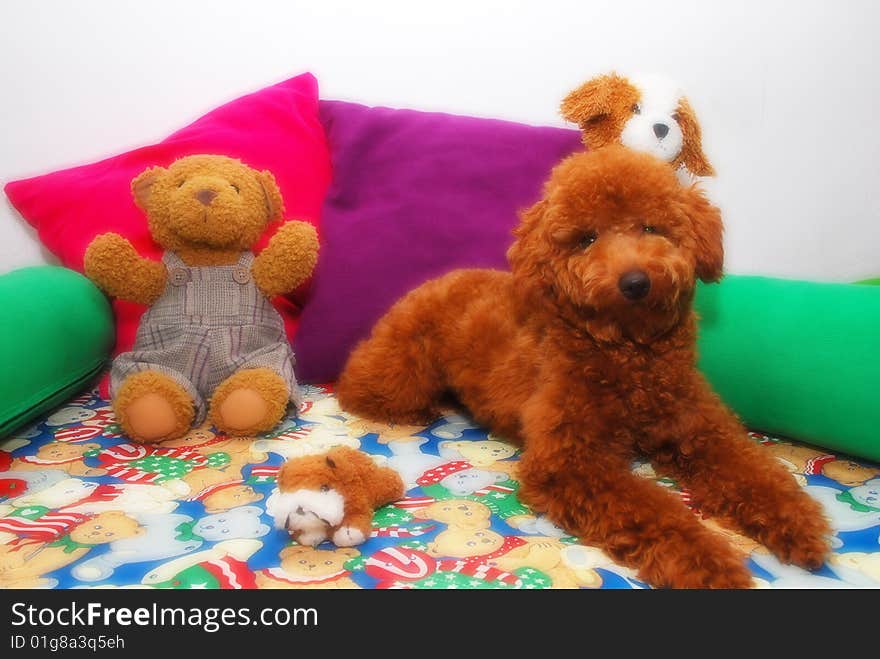 A little dog sitting next to the dolls. A little dog sitting next to the dolls