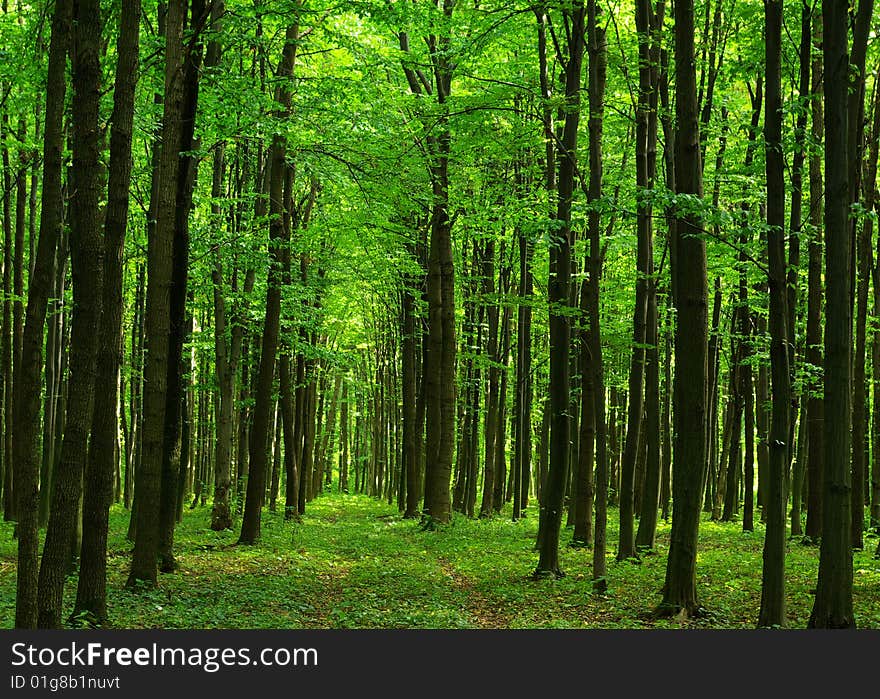 Trees in a  green forest in spring. Trees in a  green forest in spring