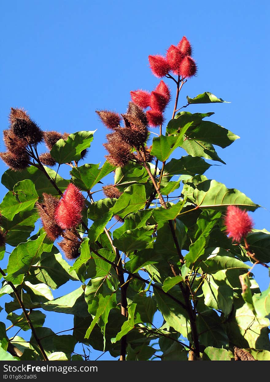 Bixa Orelana - The Urucum, America Tropical Native Plant.