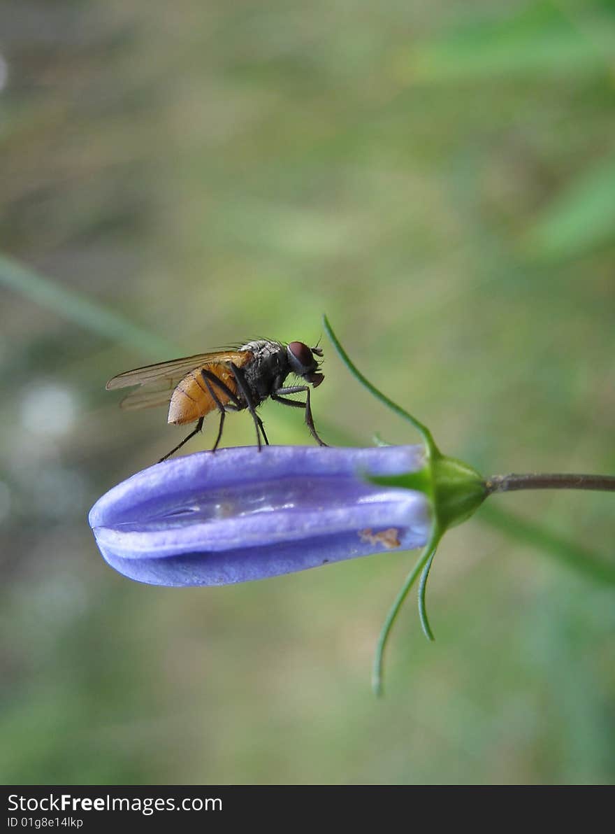 Fly sits on turn blue flower on green background