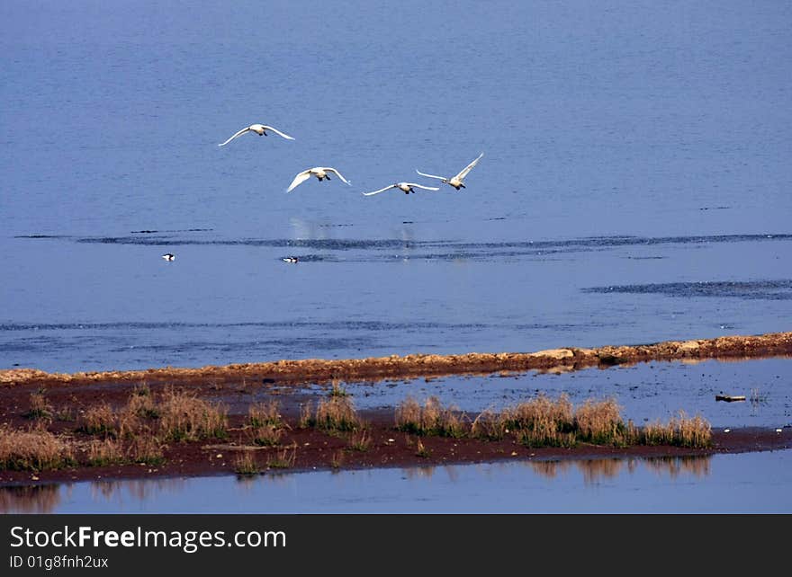 Flying swans