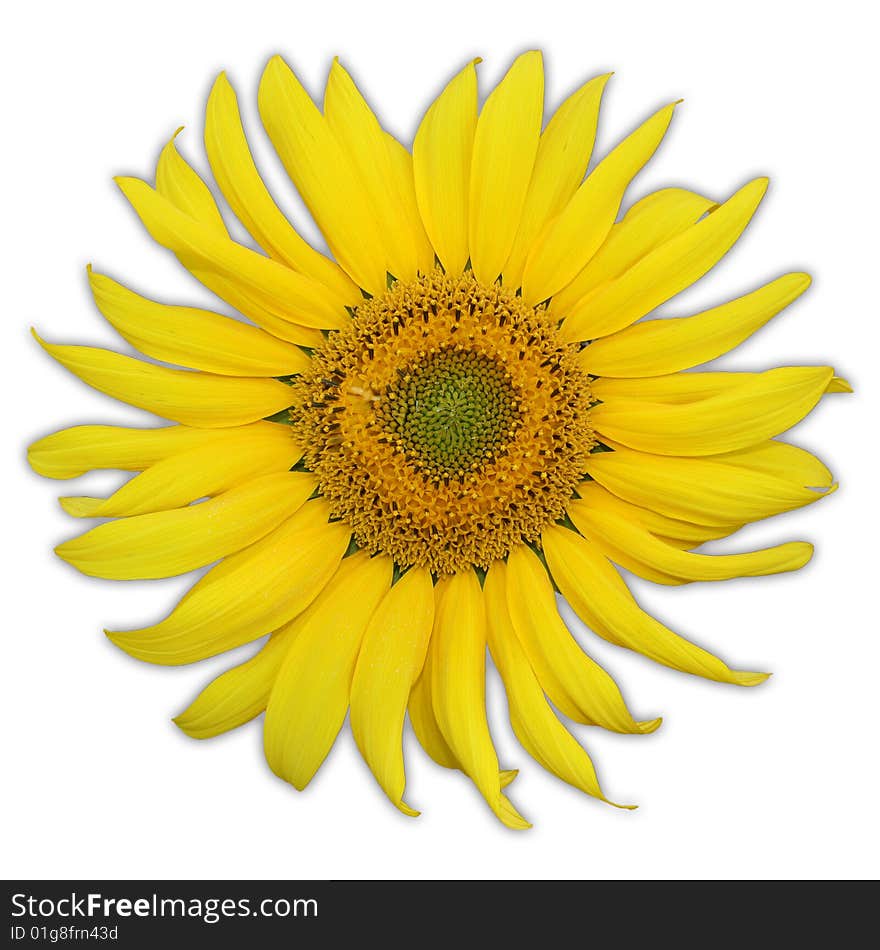 Single sunflower. Including clipping path.