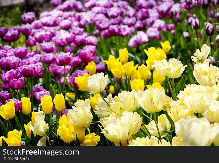 Many Tulips In The Garden