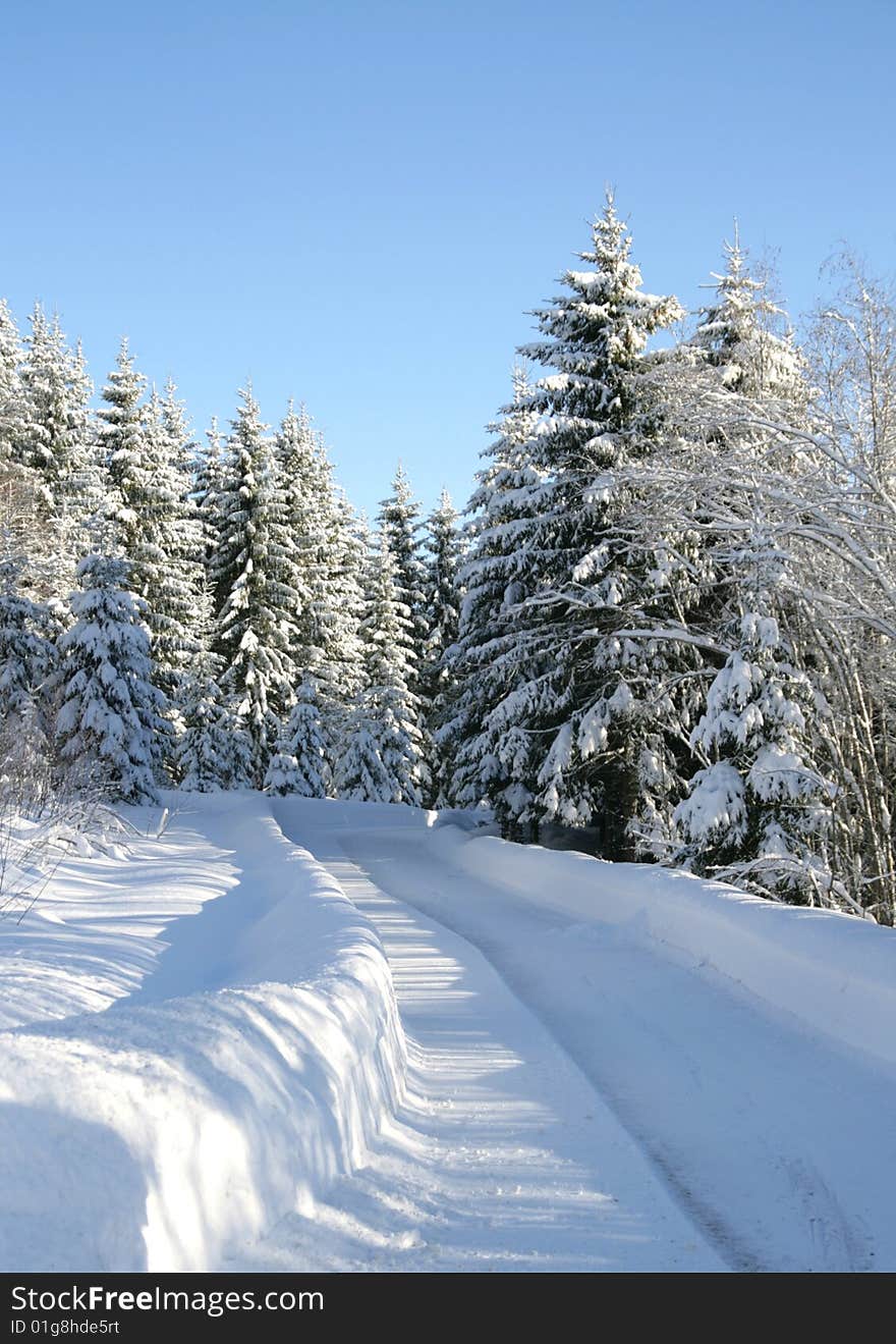 Snowy road through a forest with spruces covered with snow. Snowy road through a forest with spruces covered with snow