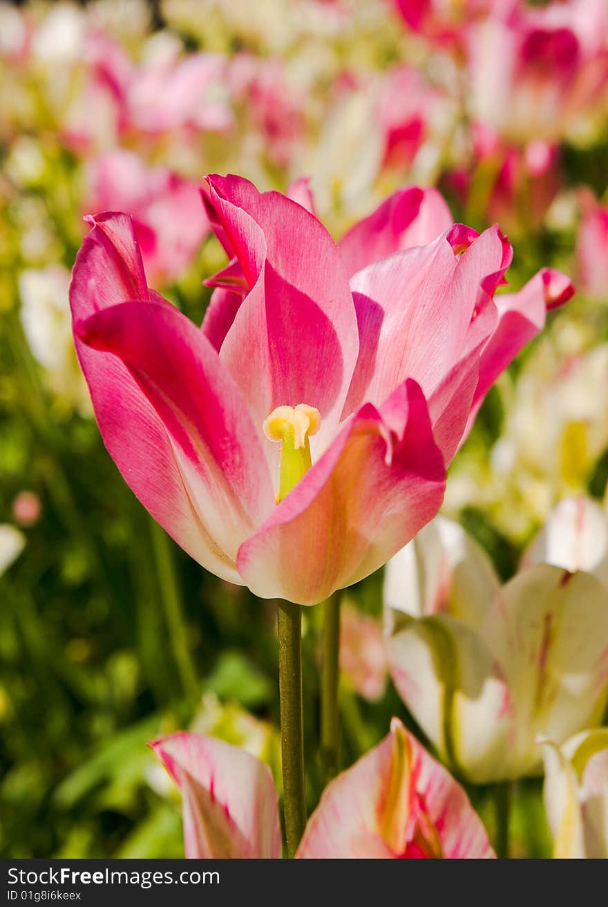 Tulips in Town Garden, Type From below, Spring