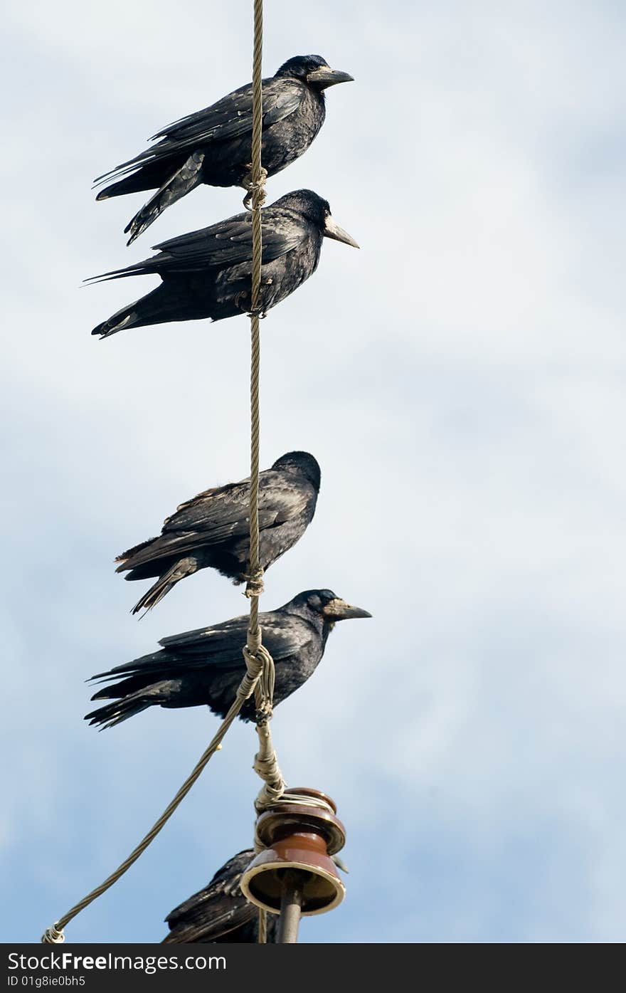 Rooks.