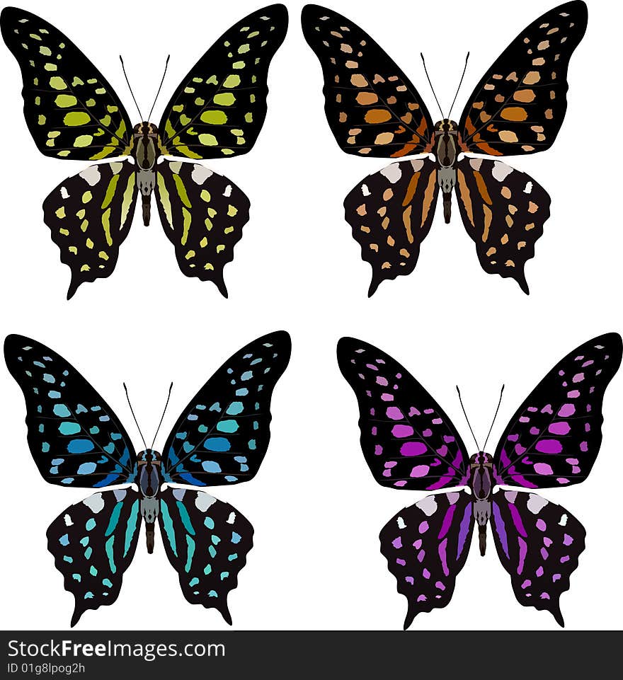 Butterfly four color variation