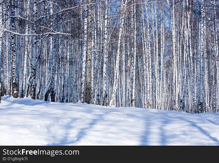 Winter forest is a beautiful place