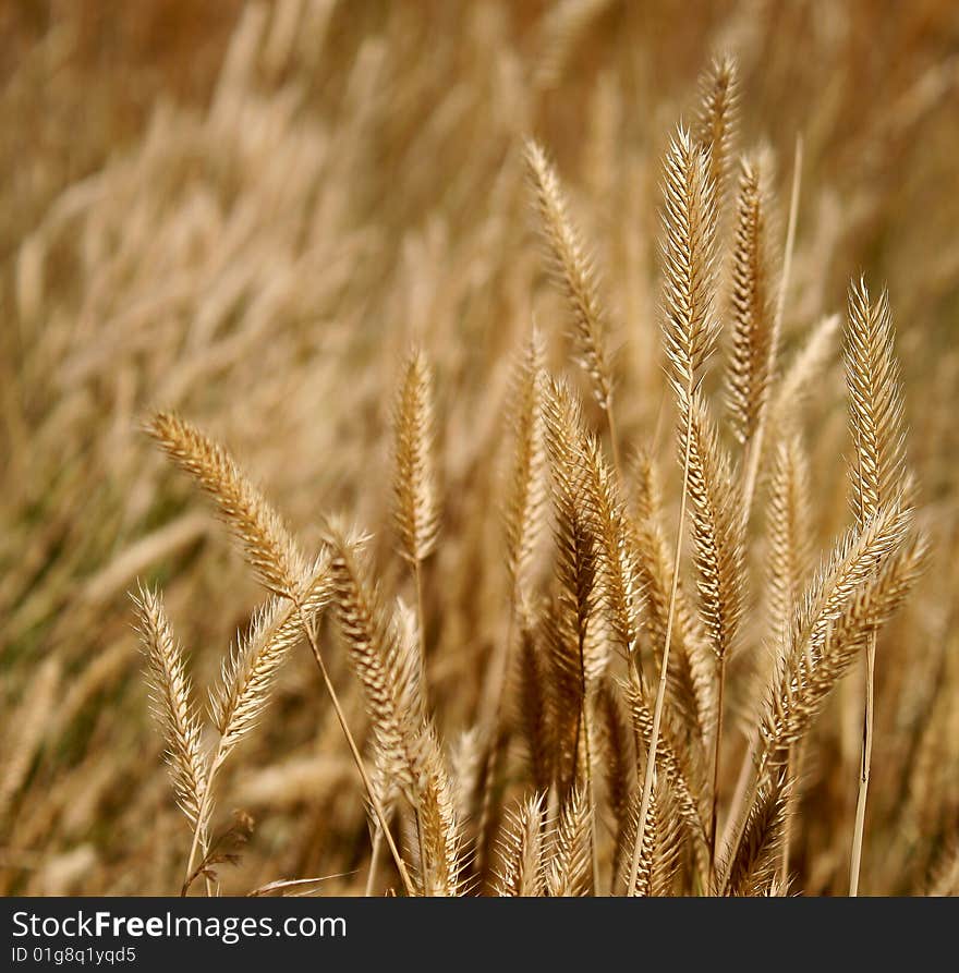 Wheat growing beside the road in the mid-west