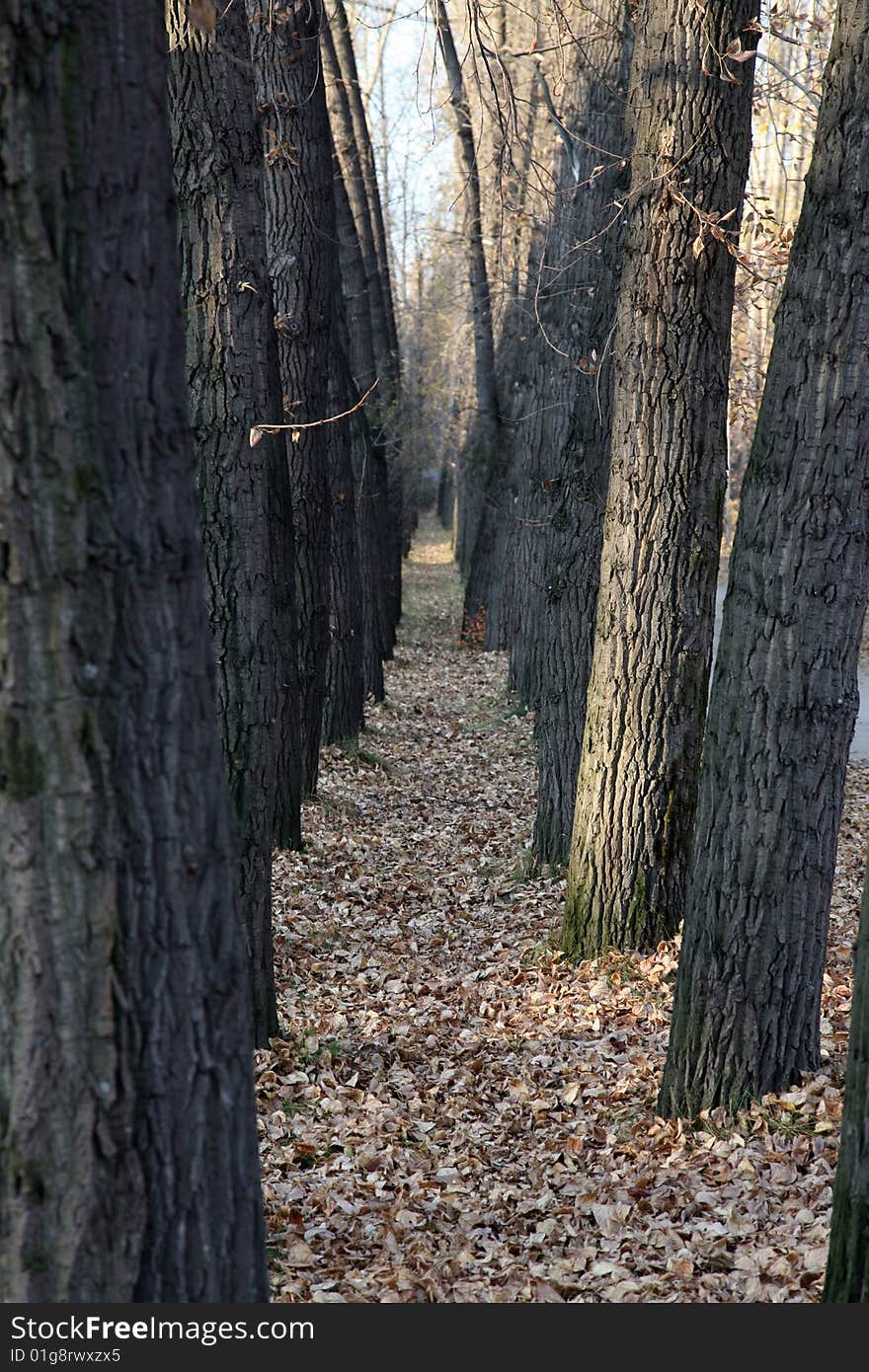 Autumn alley in dendrological park