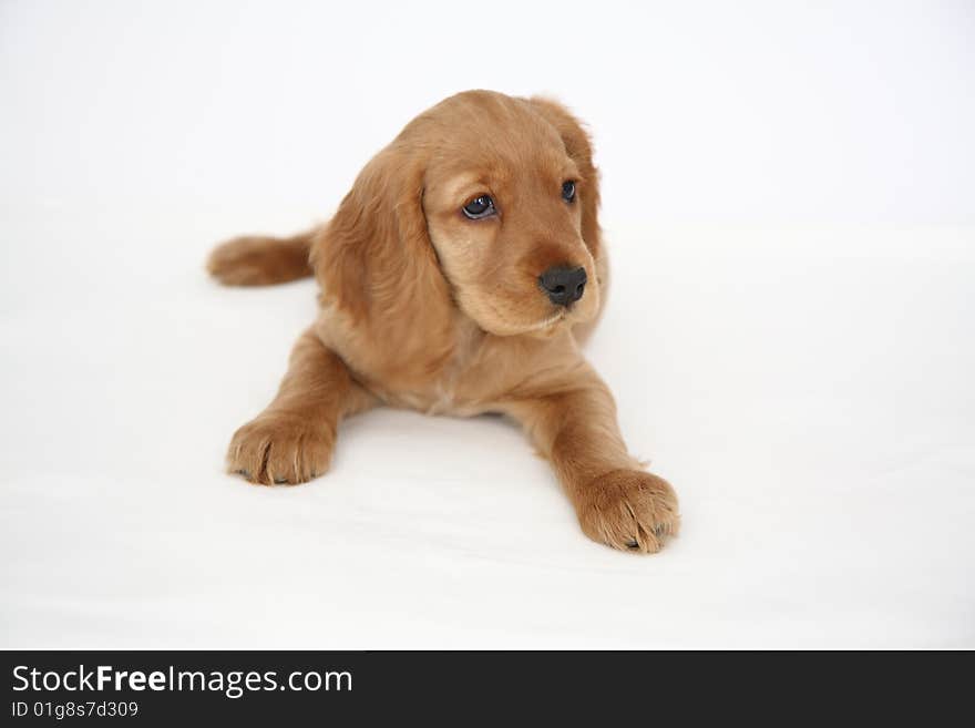 English  cocker spaniel