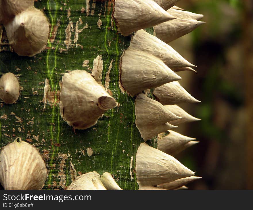 Spiniferous tropic tree close up