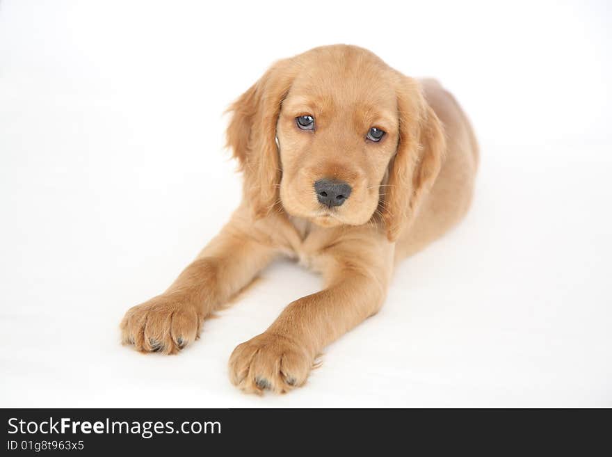 English  cocker spaniel