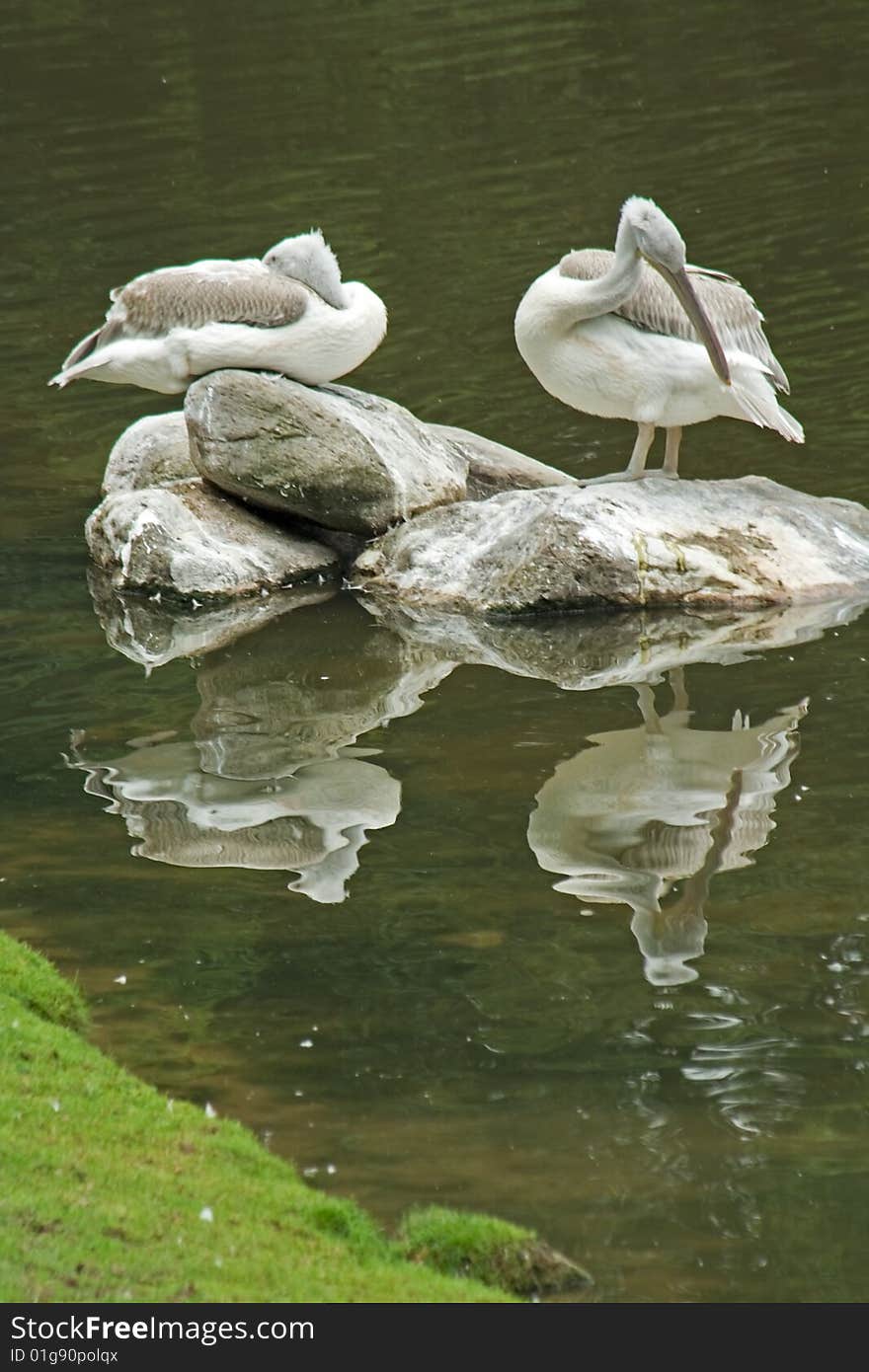 Pelicans on islet from stones.