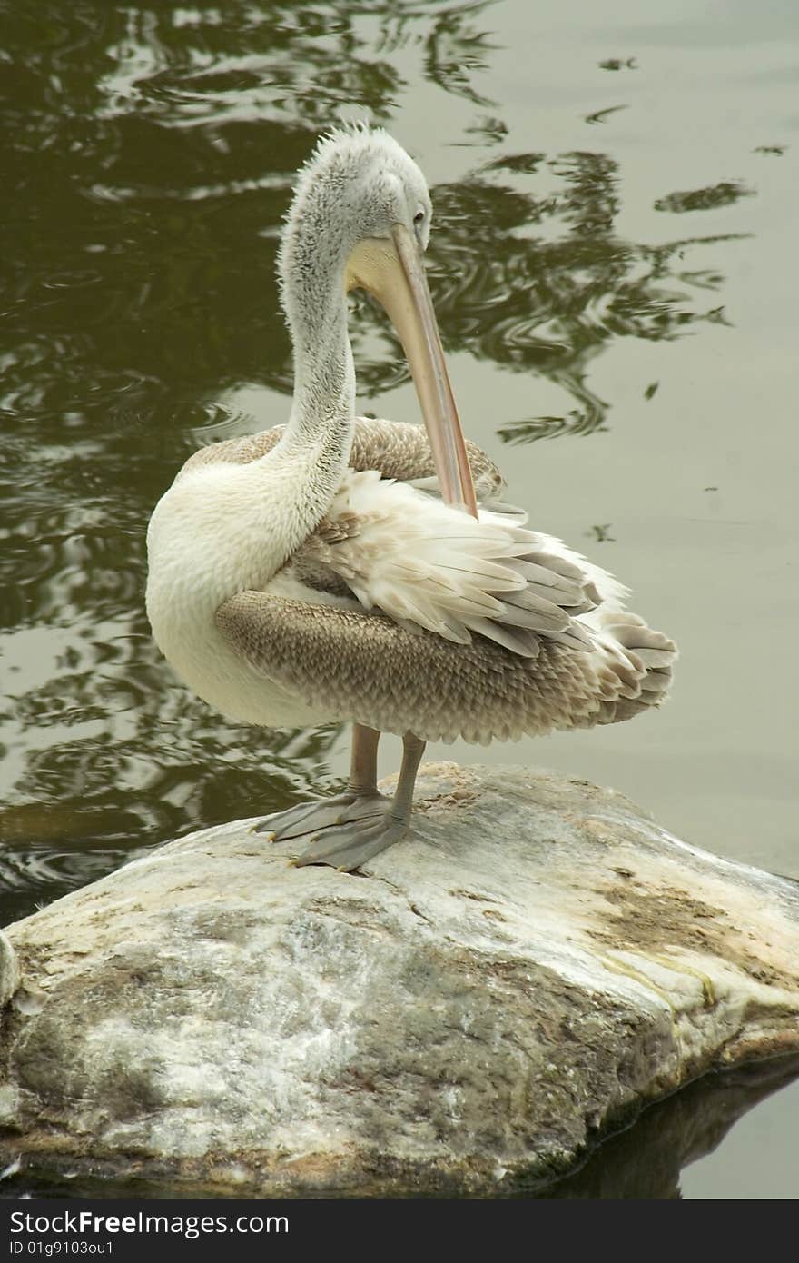 Pelicans