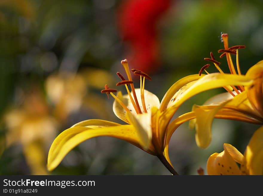 Yellow Flower