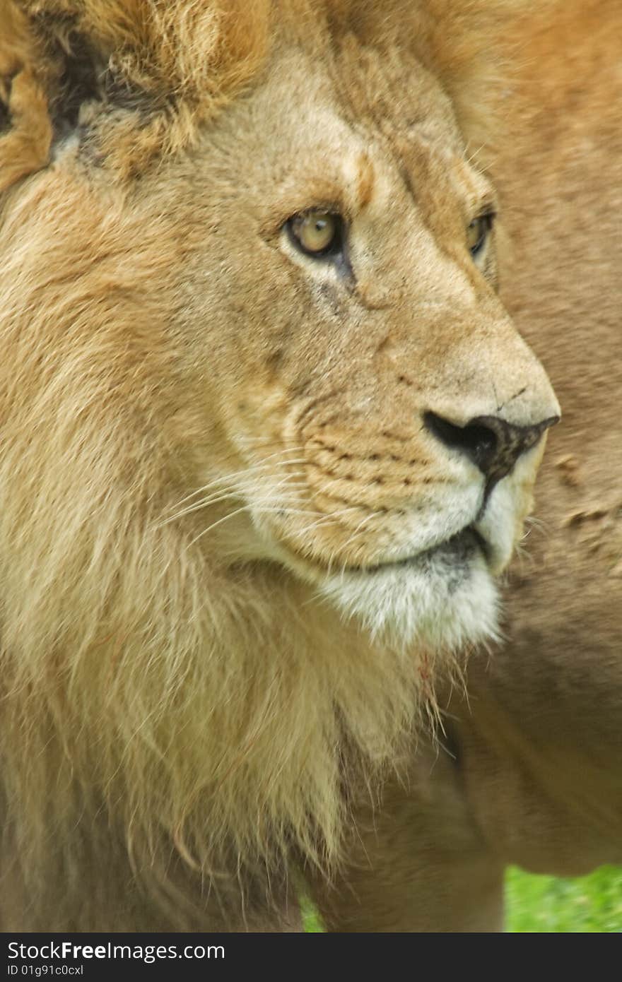 Head Indian lion/Panthera leo/ direct look.