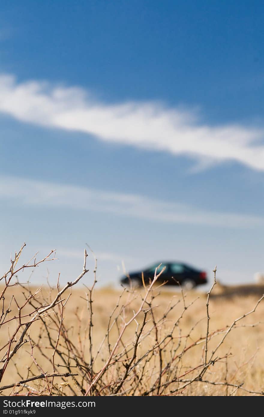 View from the dry branches to the car. View from the dry branches to the car