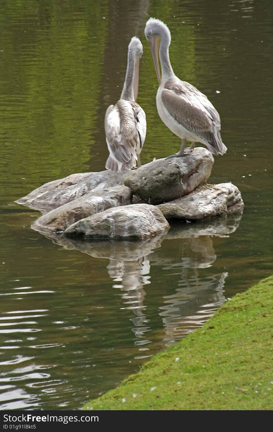 Dalmatian pelican