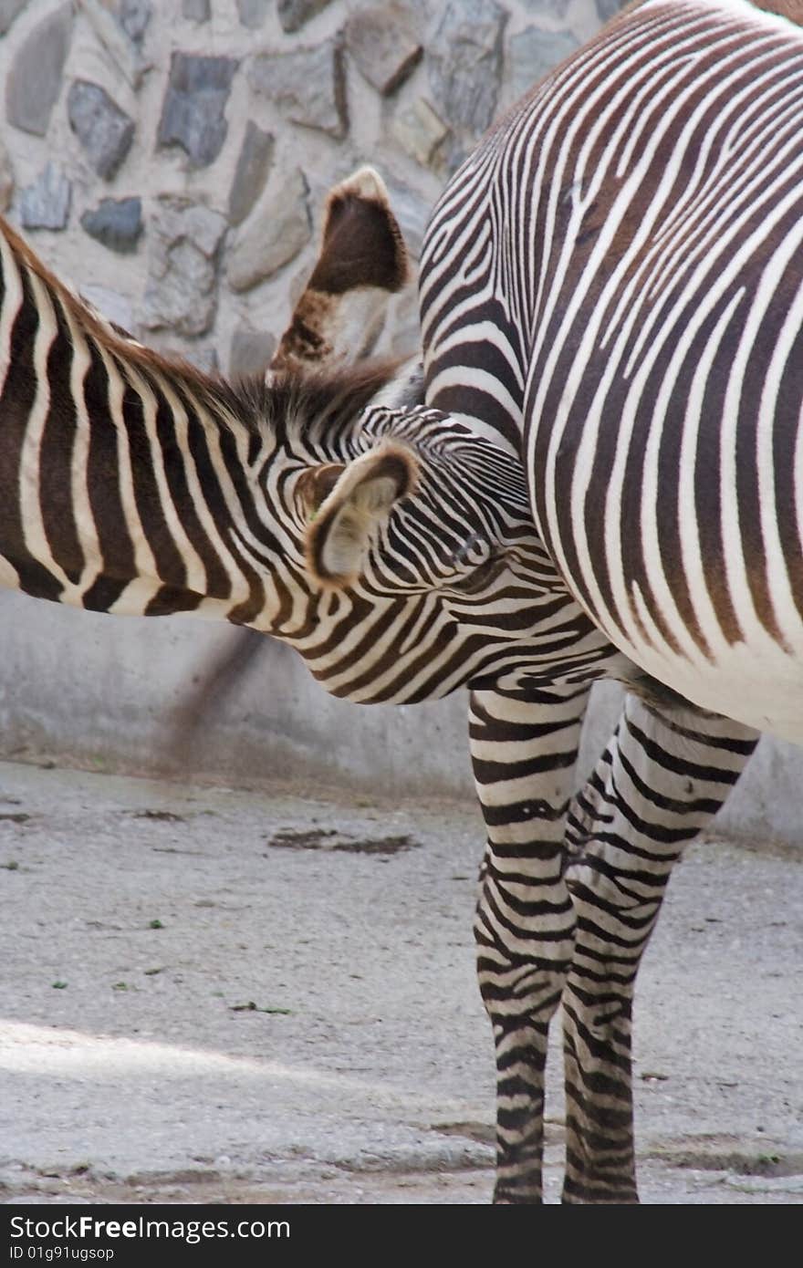 Zebra imbiling milk from motherhood.