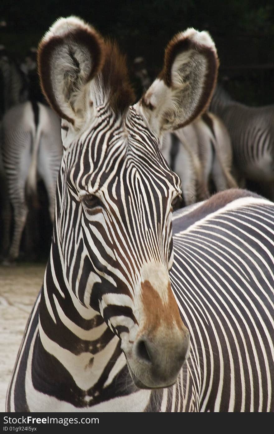 Zebra direct look in background other zebra food