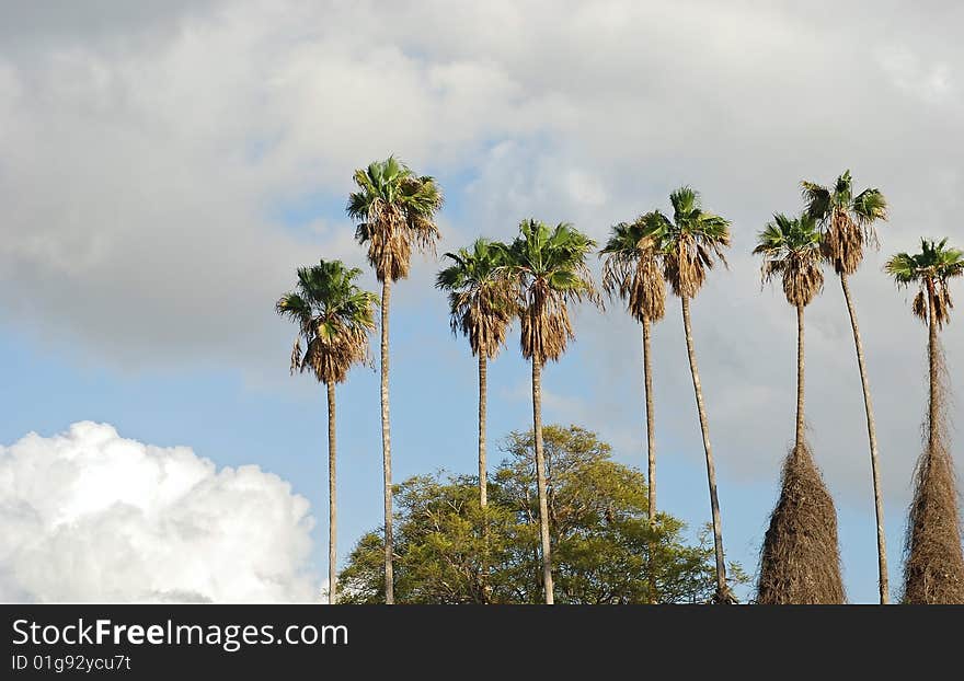 A line of palm trees over cloudy sky