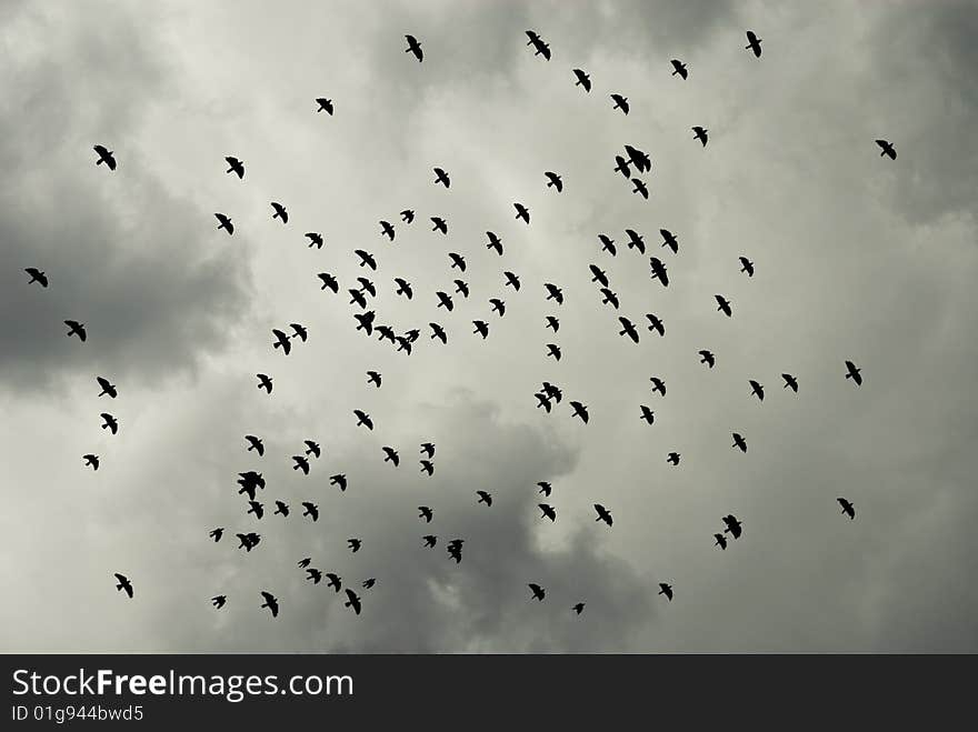 Birds flying