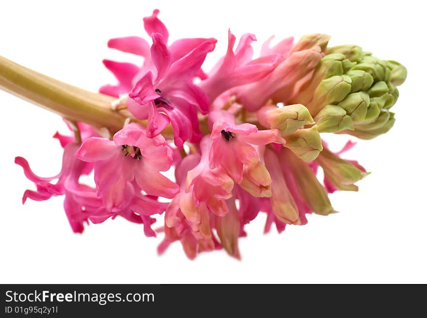 Pink Hyacinths, isolated on white background