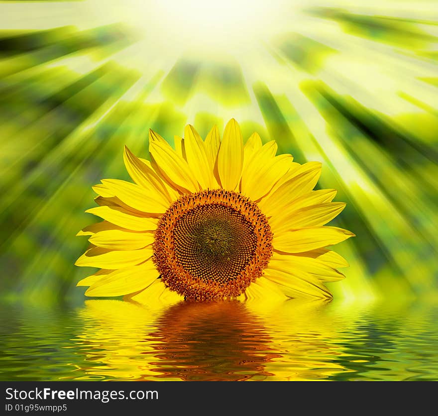 Field of flowers of sunflowers