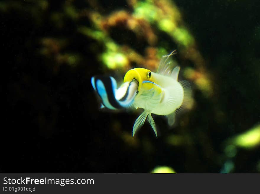 Pisces and hygiene in sea aquarium.