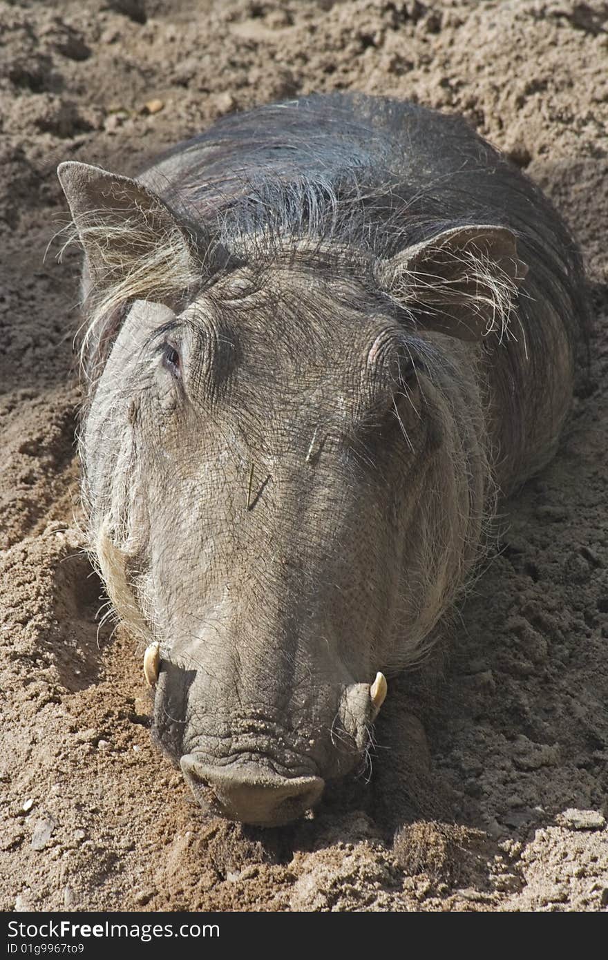 Wart hog recumbent in sand.