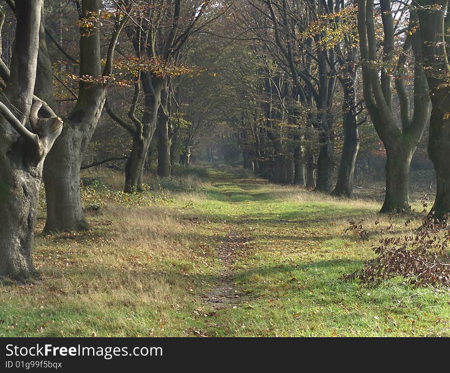 A path in the woods, during autumn