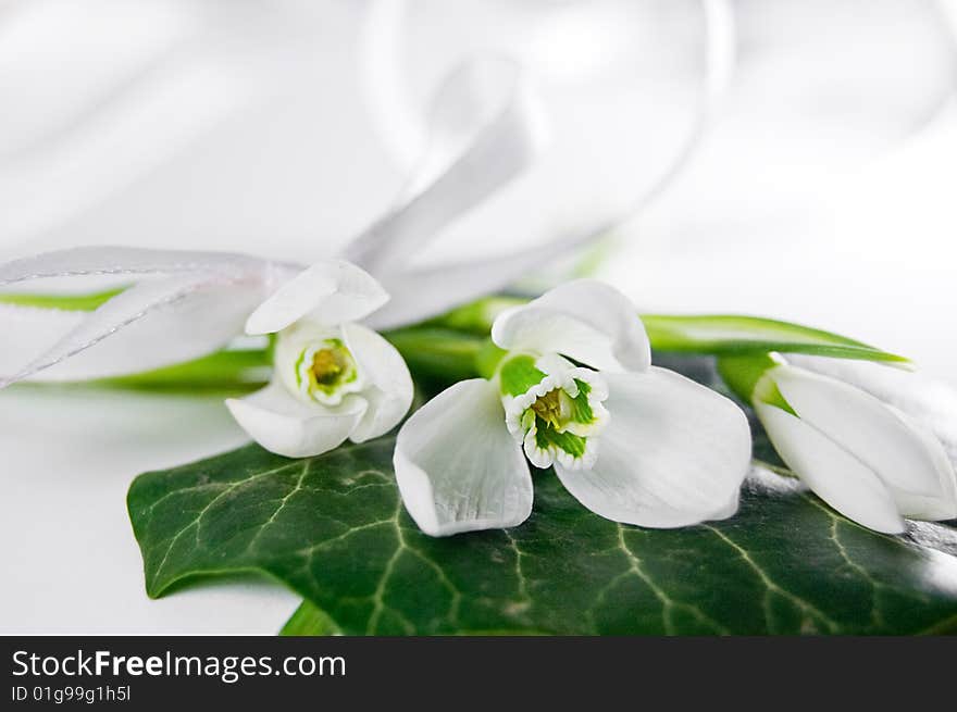 Fragile snowdrops over green leaf isolated on white