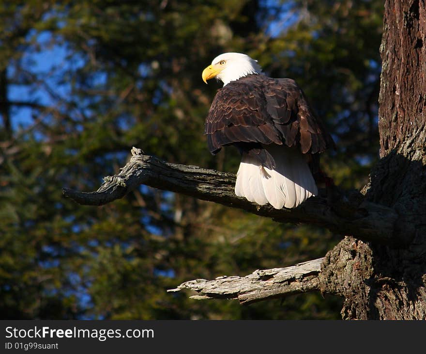 An adult Bald Eagle surveys its territory.