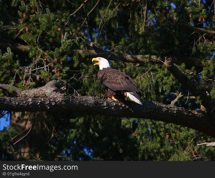 A territorial Bald Eagle calls to its mate in another tree.