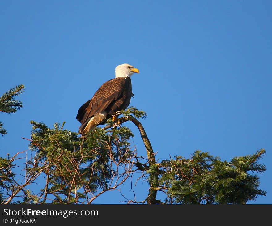 A male Bald Eagle surveys its domain.