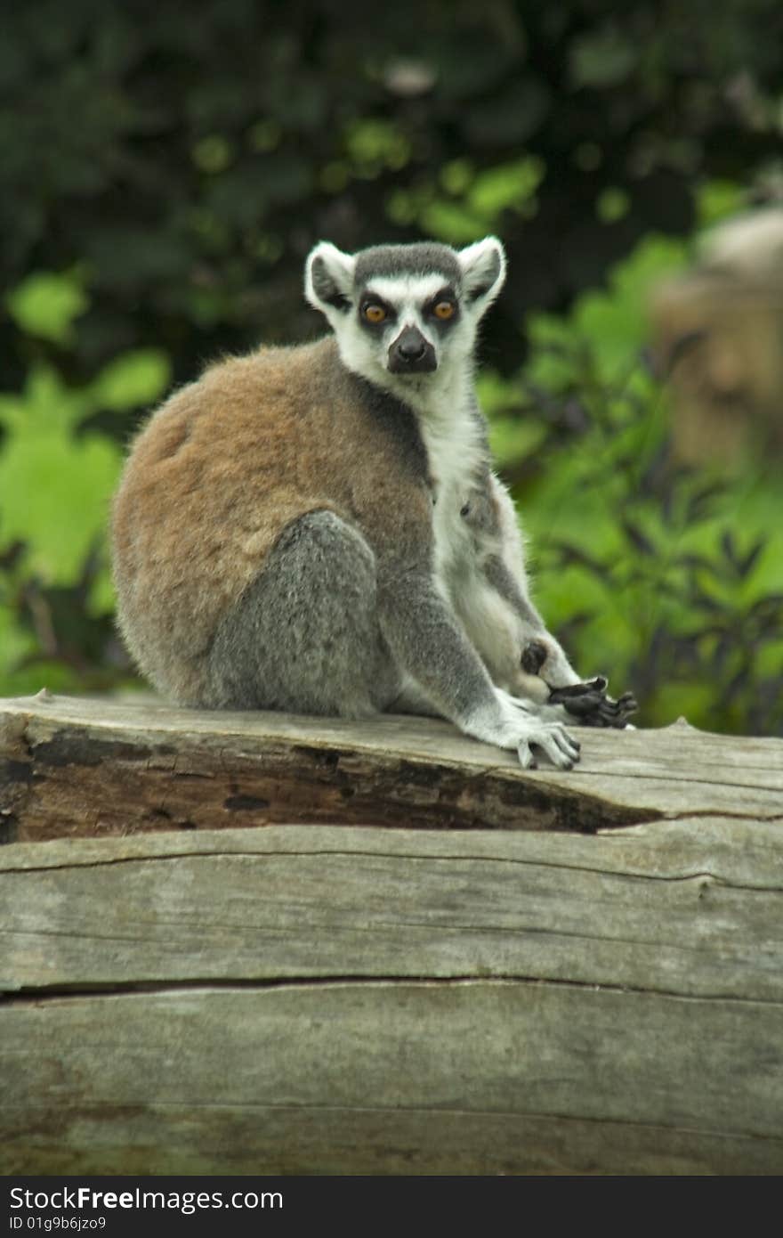 Large lemur sitting on big old trunk.