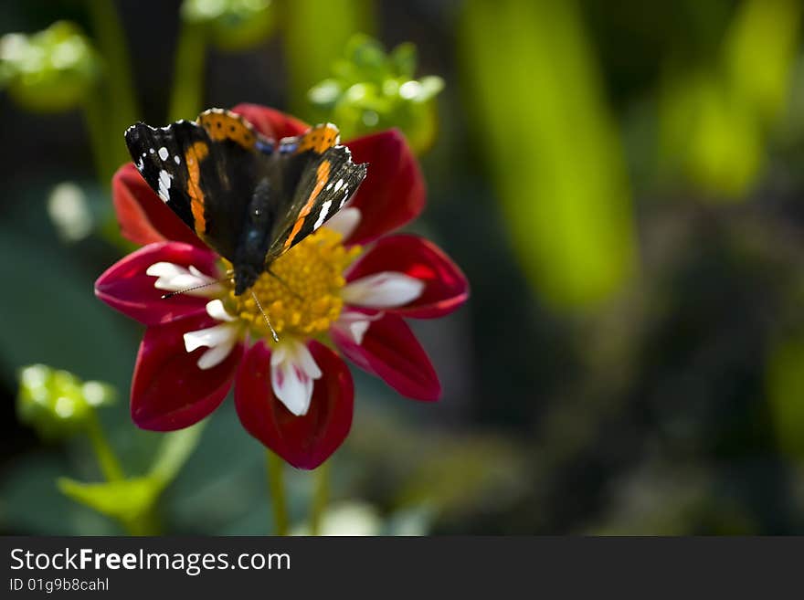 Butterfly is on the red and white aster. Butterfly is on the red and white aster