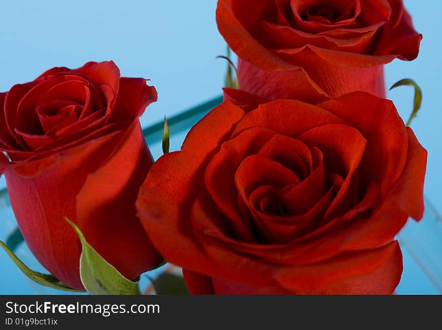 Three red roses in the vase