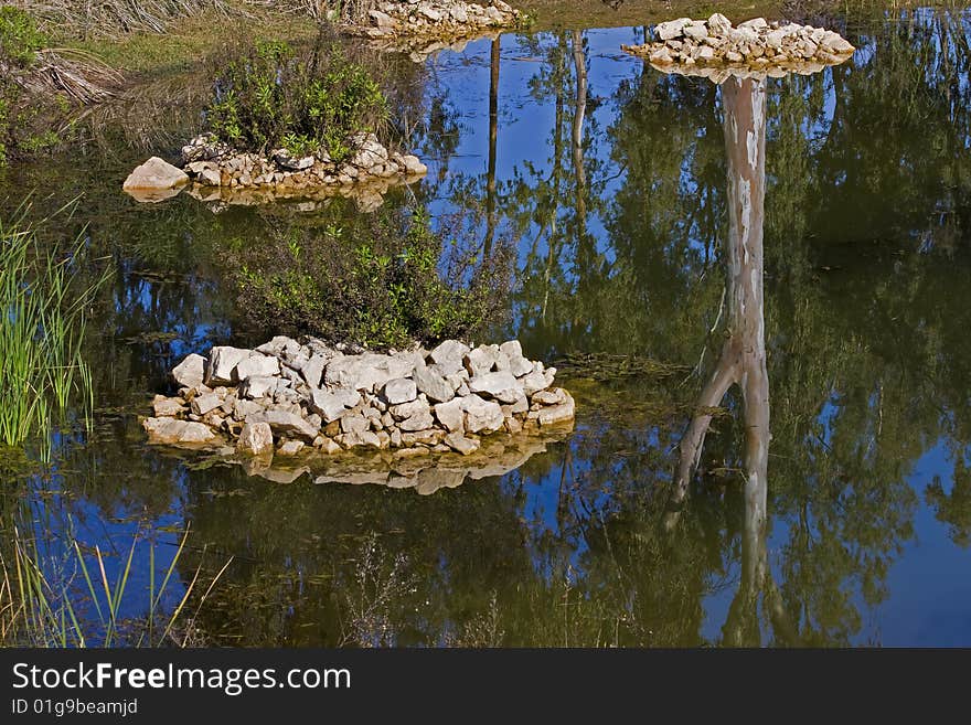 Reflection in the pond