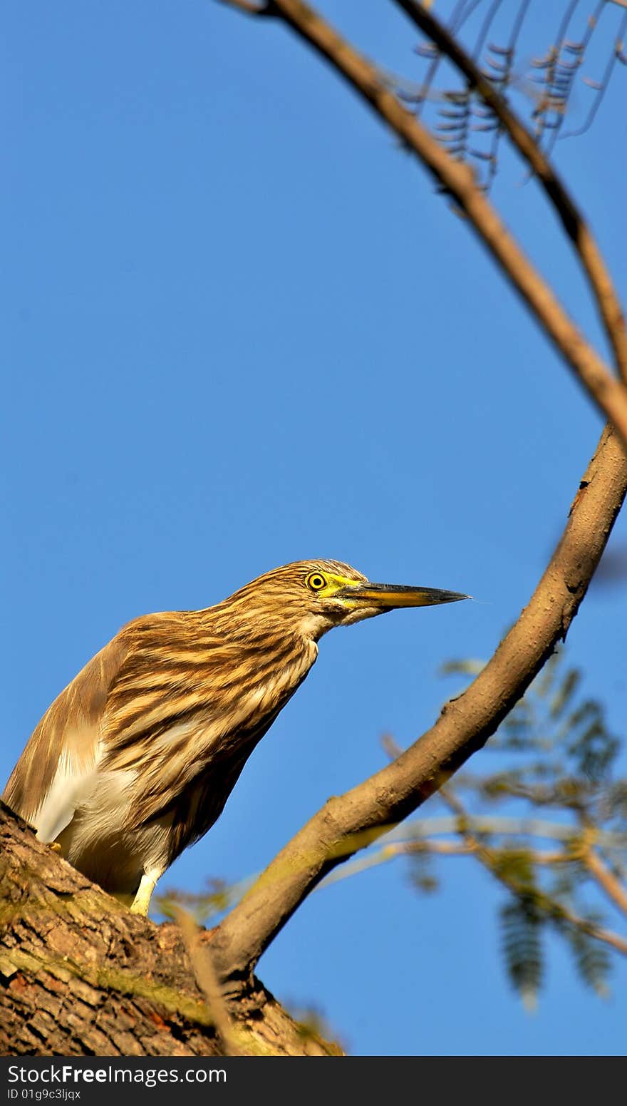 Black crowned heron sitting on the tree.