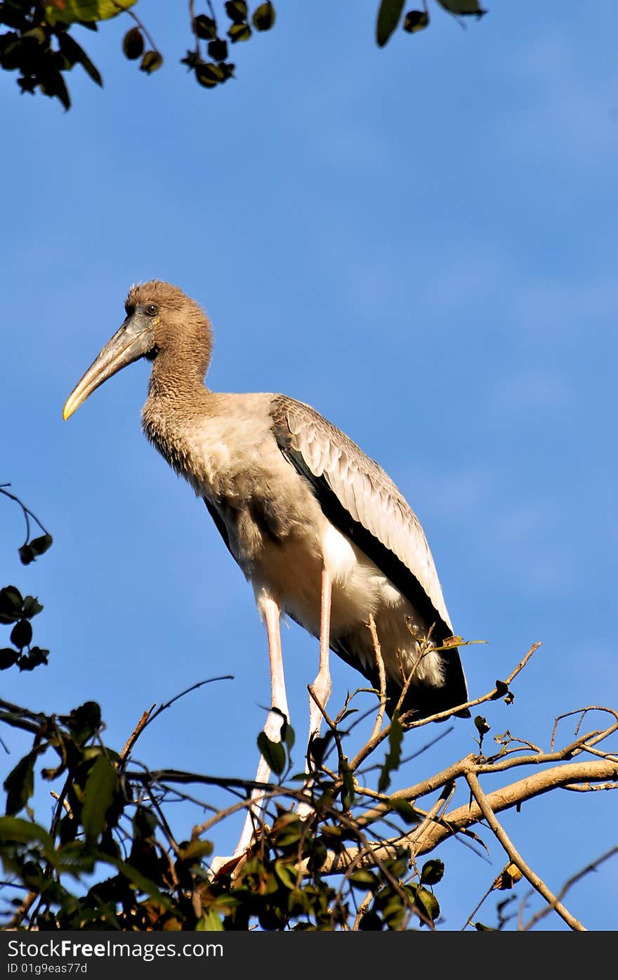 Painted Stork