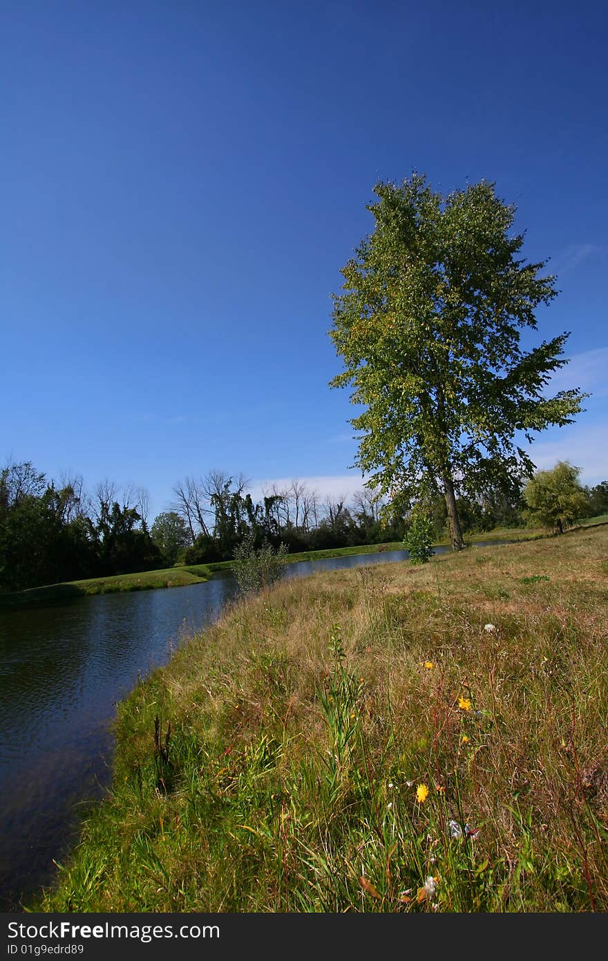 Single tree by the lake side during spring time.