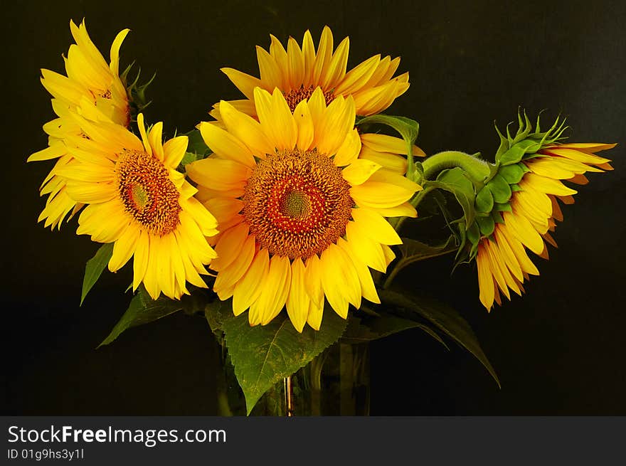 Sunflower in vase